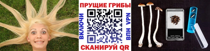 купить наркотик  Чкаловск  Псилоцибиновые грибы Psilocybine cubensis 